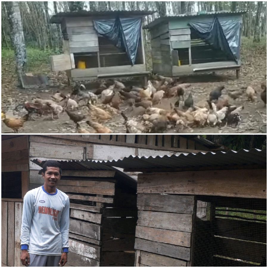 Pajri Pansupi Sukses  Beternak Ayam Kampung Asal Benai